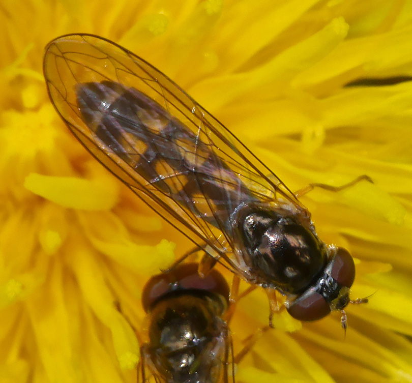 Melanostoma scalare