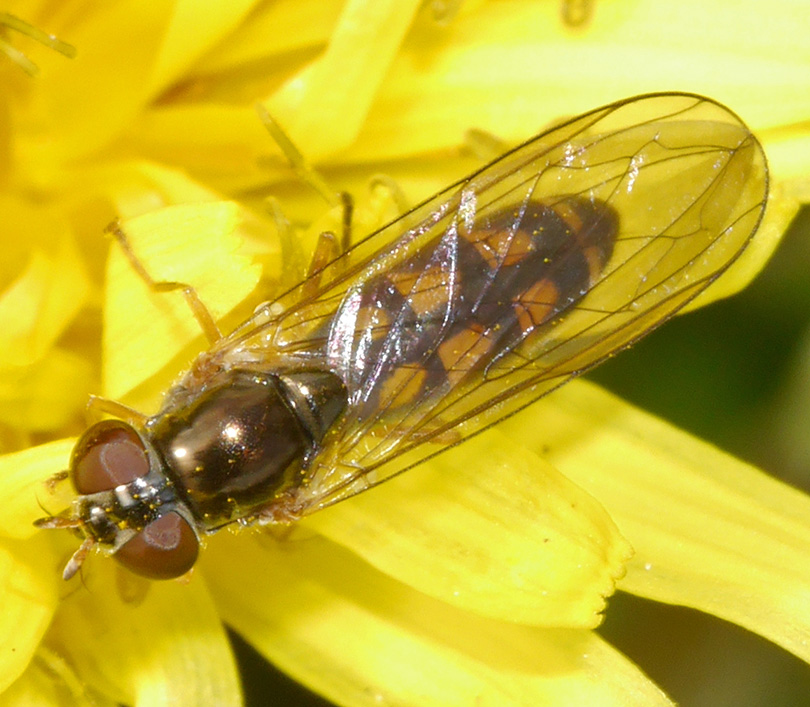 Melanostoma scalare