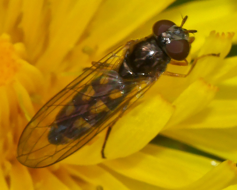 Melanostoma scalare