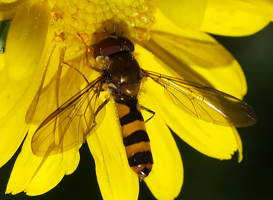 Meliscaeva cinctella