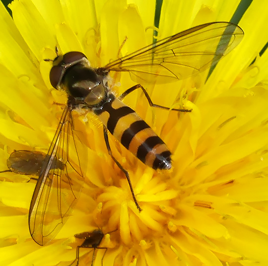 Meliscaeva cinctella