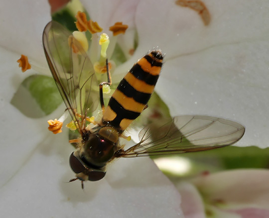 Meliscaeva cinctella