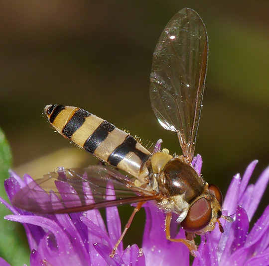 Meliscaeva cinctella