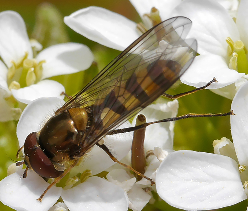 Meliscaeva cinctella