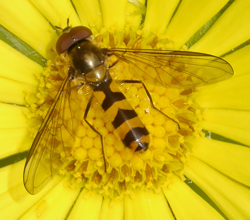 Meliscaeva cinctella