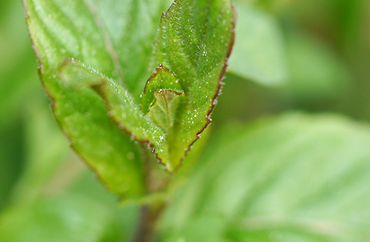 Mentha aquatica
