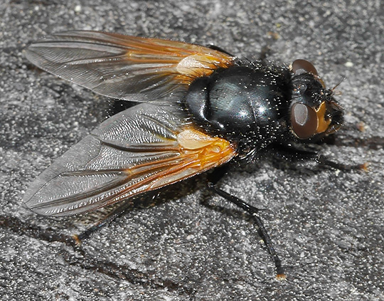 Mesembrina meridiana