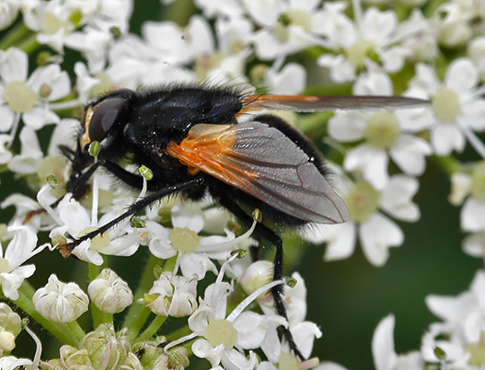 Mesembrina meridiana