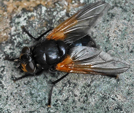 Mesembrina meridiana