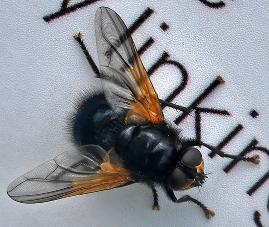 Mesembrina meridiana