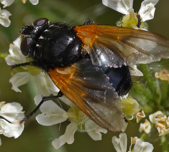 Mesembrina meridiana