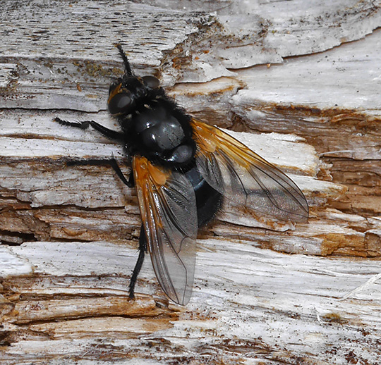 Mesembrina meridiana