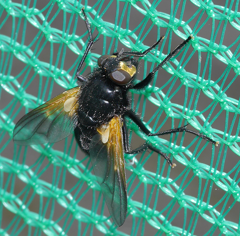 Mesembrina meridiana