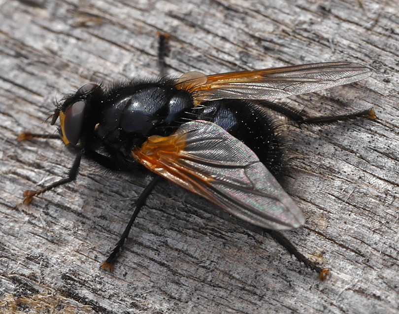 Mesembrina meridiana