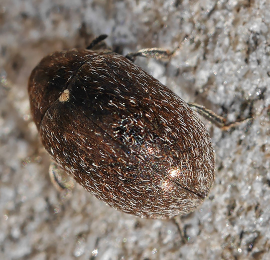 Morychus aeneus