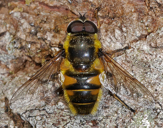 Myathropa florea