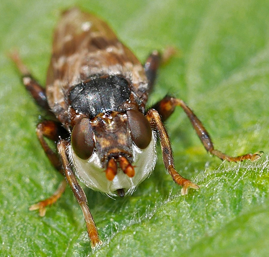 Myopa buccata