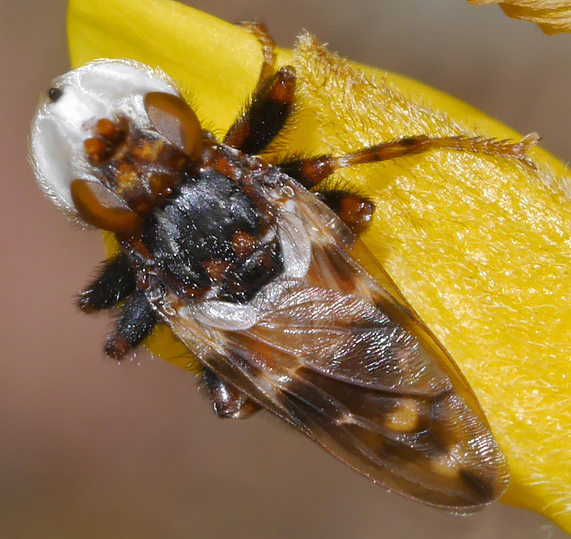 Myopa buccata