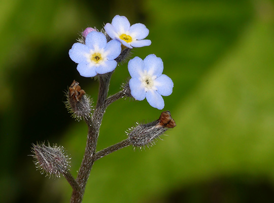 Myosotis arvensis