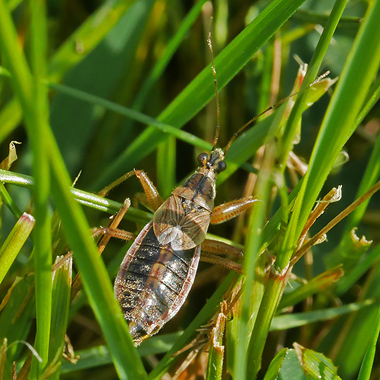 Nabis flavomarginatus