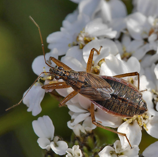 Nabis flavomarginatus