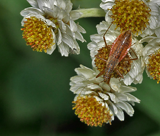 Nabis limbatus