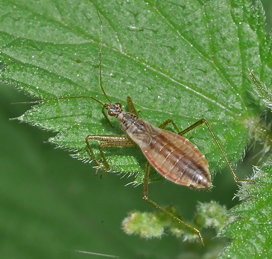 Nabis limbatus