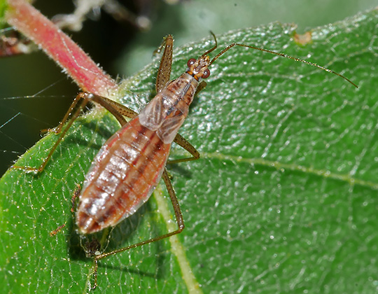 Nabis limbatus