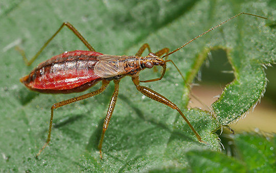 Nabis limbatus