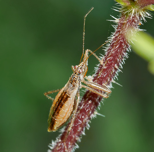 Nabis limbatus