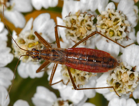 Nabis limbatus