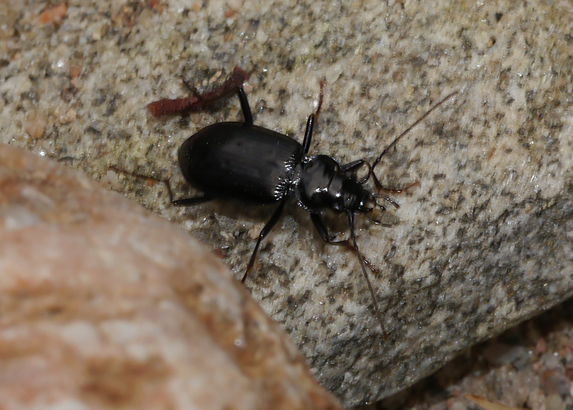 Nebria rufescens