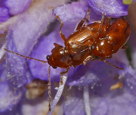 Neocrepidodera transversa
