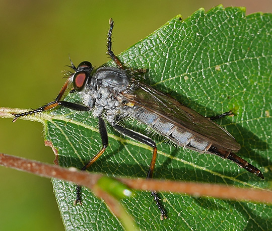 Neoitamus cyanurus