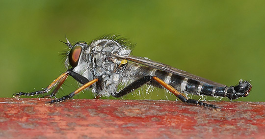 Neoitamus cyanurus