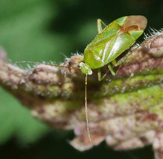 Neolygus contaminatus
