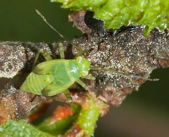 Neolygus contaminatus