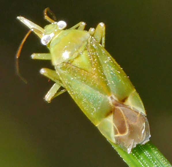 Neolygus contaminatus
