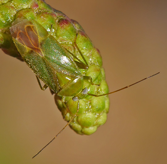 Neolygus contaminatus