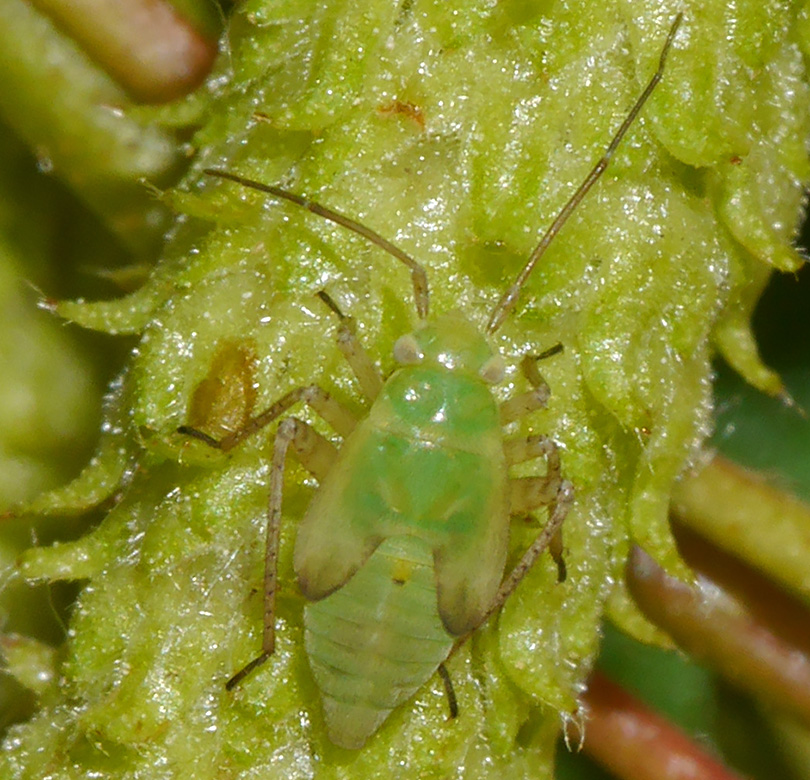 Neolygus contaminatus