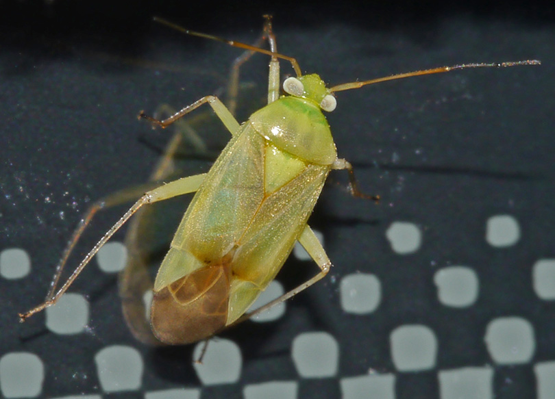 Neolygus contaminatus