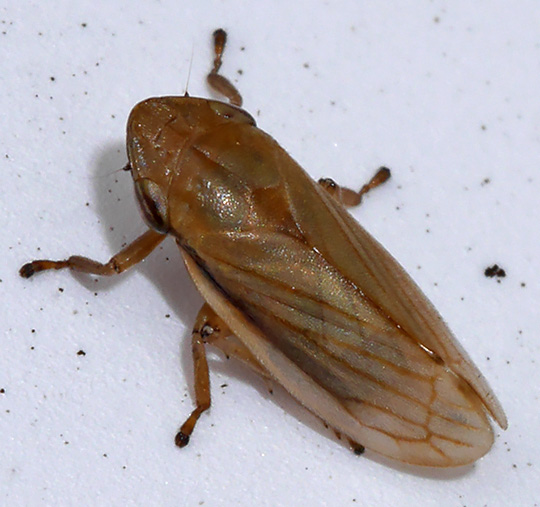 Neophilaenus lineatus