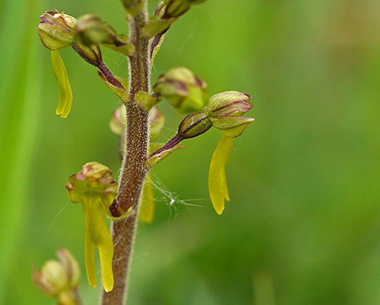 Neottia ovata