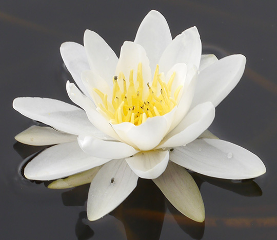 Nymphaea alba