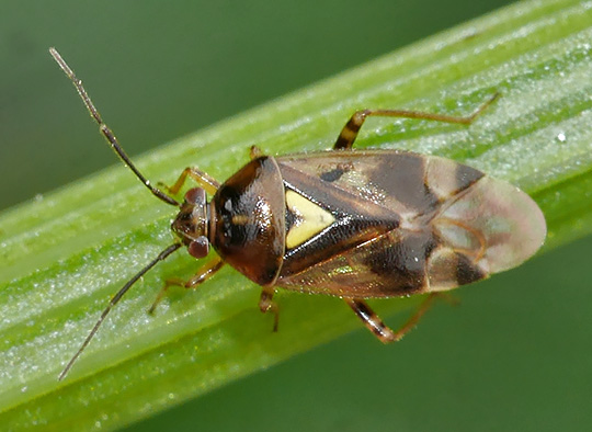 Orthops basalis