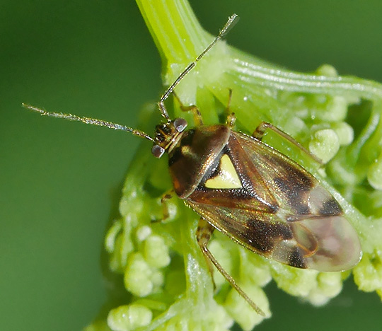 Orthops basalis