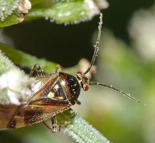 Orthops basalis