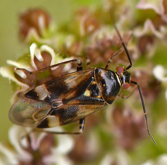 Orthops basalis