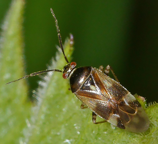 Orthops basalis