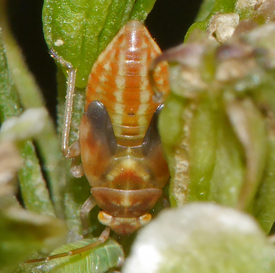 Orthops campestris